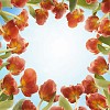 Red tulips under clear blue sky
