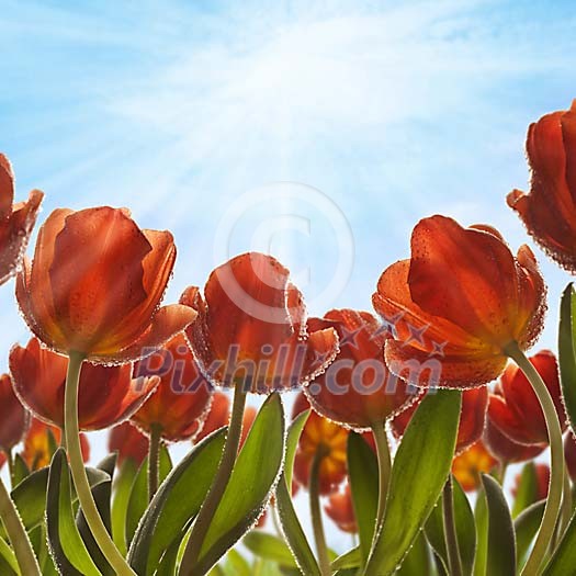Red tulips with dew under morning sky Red tulips with dew under morning sky