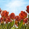 Red tulips with dew under morning sky