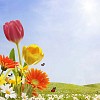 Various spring flowers in idyllic surroundings