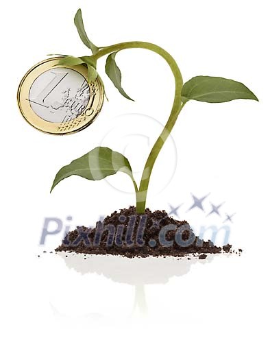 Young plant growing 1 euro coin