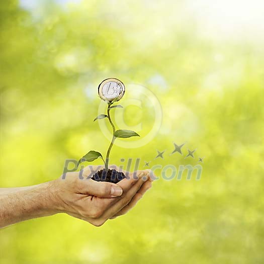 Money plant in hand Money plant in hand