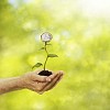 Money plant in hand