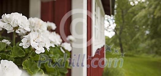 Flowers by the cottage Flowers by the cottage
