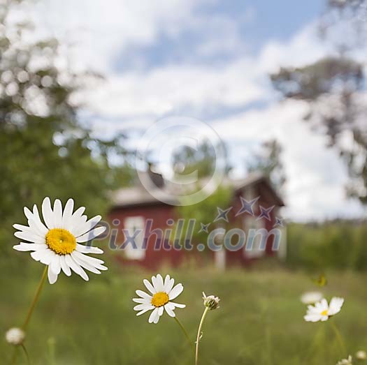 Daisy in front of red cottage Daisy in front of red cottage