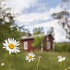 Daisy in front of red cottage