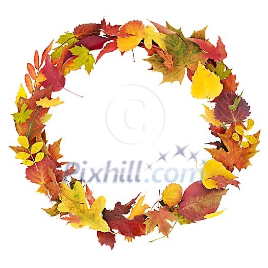 Autumn leaves floating in a circle Autumn leaves floating in a circle
