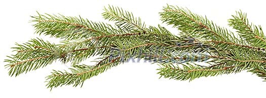 Isolated spruce branch Isolated spruce branch