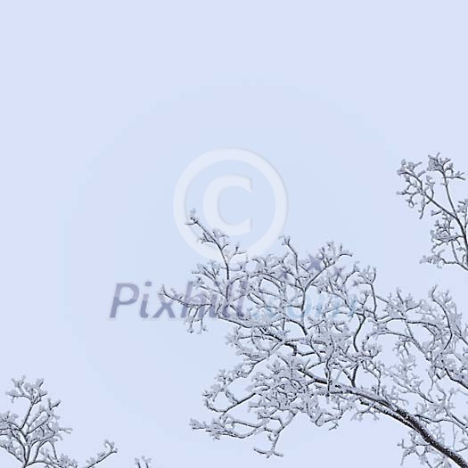 Frost on tree branches Frost on tree branches