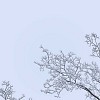 Frost on tree branches