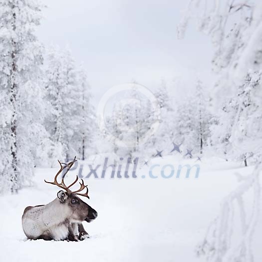 Resting reindeer in winter landscape Resting reindeer in winter landscape