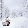 Resting reindeer in winter landscape