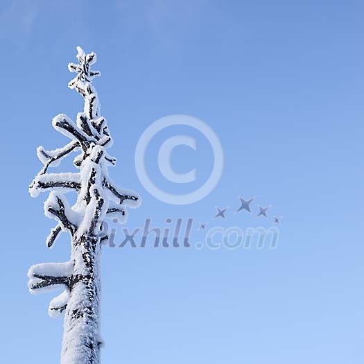 Dead tree covered with frost and snow Dead tree covered with frost and snow