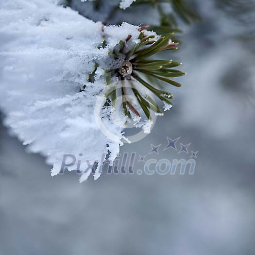 Large Hoar Frost on Pine Branch Large Hoar Frost on Pine Branch