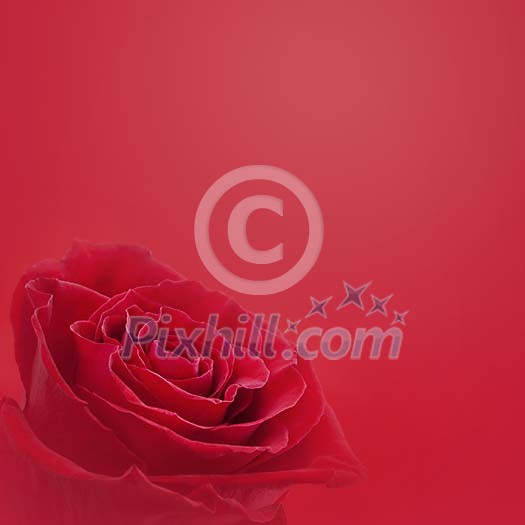 Red rose on red background Red rose on red background
