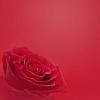 Red rose on red background