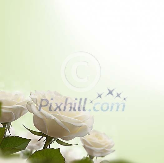 White rose in shallow focus White rose in shallow focus