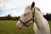 Close-up of a white horse on a field