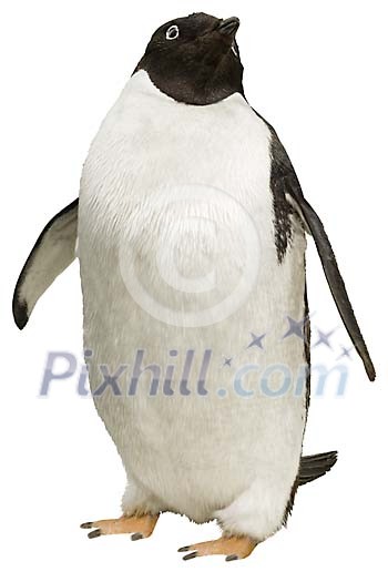 Penguin with clipping path Penguin with clipping path