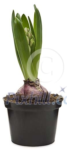 Clipped Flower Stock Images Clipped Flower Stock Images