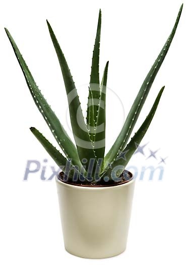 Clipped Flower Stock Images Clipped Flower Stock Images