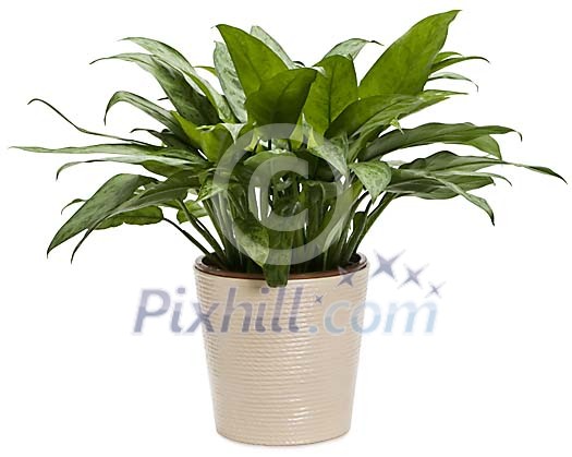 Clipped Flower Stock Images Clipped Flower Stock Images