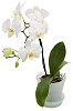 White orchid with clipping path