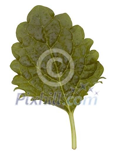 Food Stock Images with clipping path Food Stock Images with clipping path
