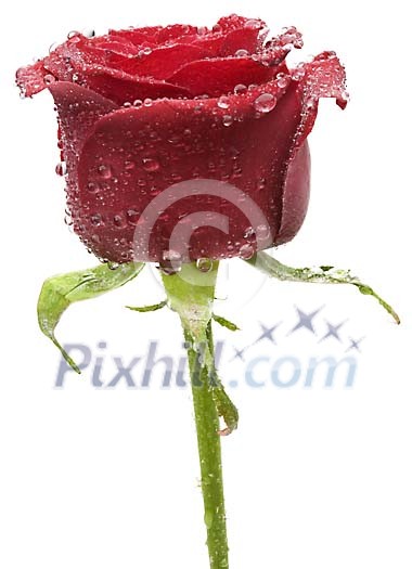 Clipped Flower Stock Images Clipped Flower Stock Images