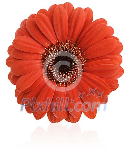 Clipped Flower Stock Images Clipped Flower Stock Images