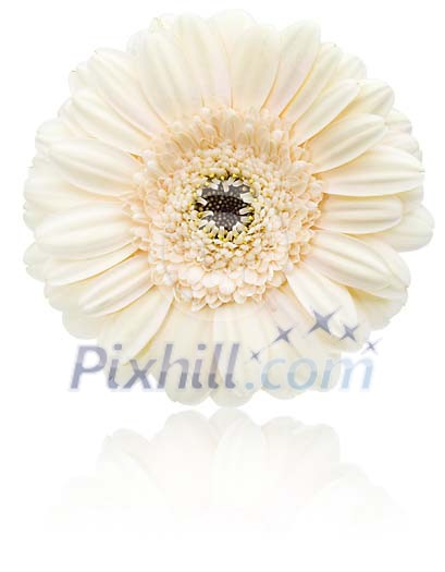 Clipped Flower Stock Images Clipped Flower Stock Images
