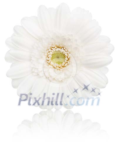 Clipped Flower Stock Images Clipped Flower Stock Images