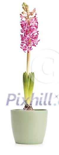 Clipped Hyacinth in a white pot Clipped Hyacinth in a white pot