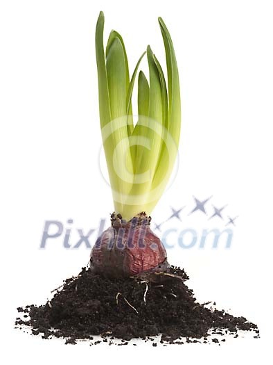Clipped hyacinth bulb Clipped hyacinth bulb
