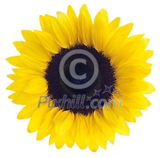 Sunflower with clipping path Sunflower with clipping path