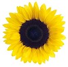 Sunflower with clipping path