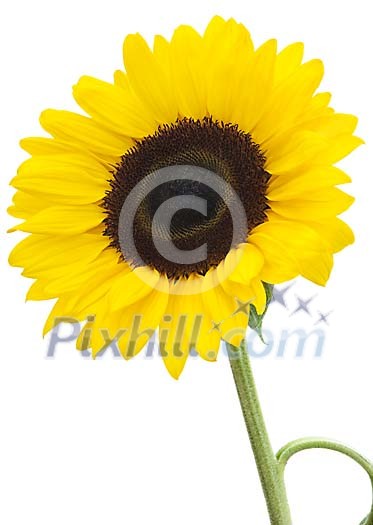Sunflower with clipping path Sunflower with clipping path
