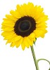 Sunflower with clipping path