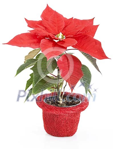 Clipped red Poinsettia flower Clipped red Poinsettia flower