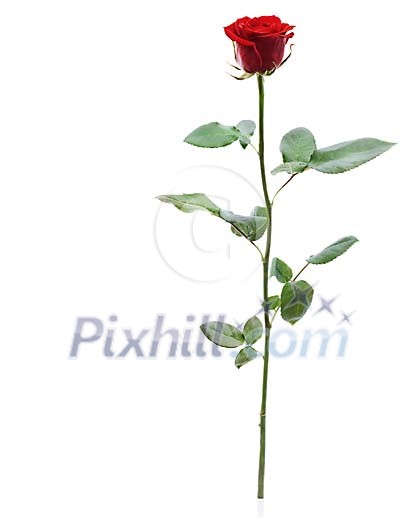 Clipped Flower Stock Images Clipped Flower Stock Images