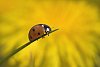 A ladybird on a grass leaf, with a blurred dandelion in the background.