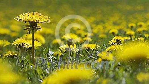 Field filled with Dandelions Field filled with Dandelions