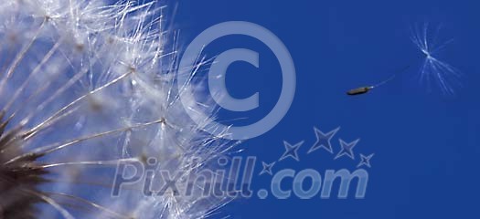Dandelion seed flying away from dandelion head Dandelion seed flying away from dandelion head
