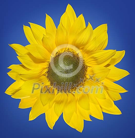 Sunny Sunflower