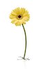 Yellow gerbera growing trough white floor