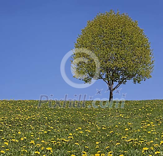 Blooming Mapleleaf in a Dandelion Meadow