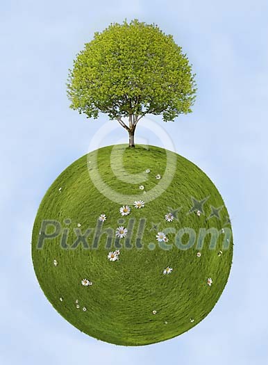 Planet from grass including blooming maple and daisys Planet from grass including blooming maple and daisys