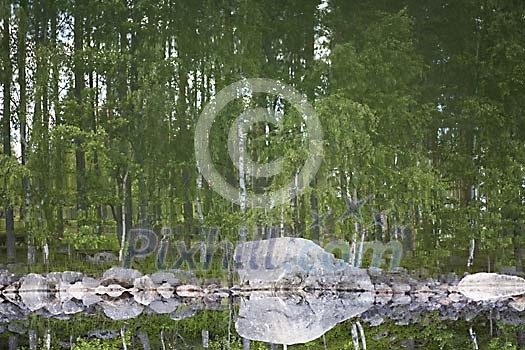 Forest reflected in the quiet water surface, rotated 180 degrees