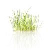 Grass isolated on white combined with a digitally generated reflection