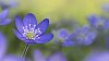Digital Composite of Wild Flower Hepatica nobilis